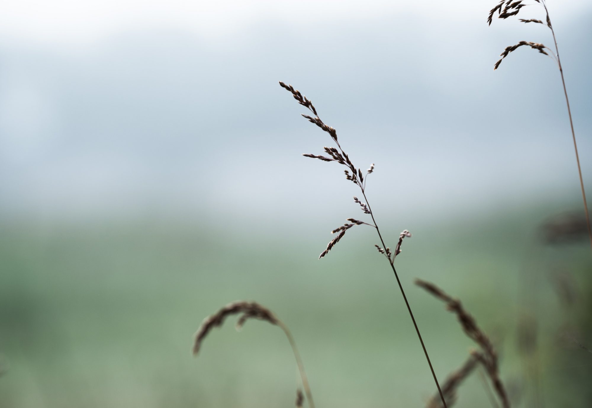 Close-up of blades of grass