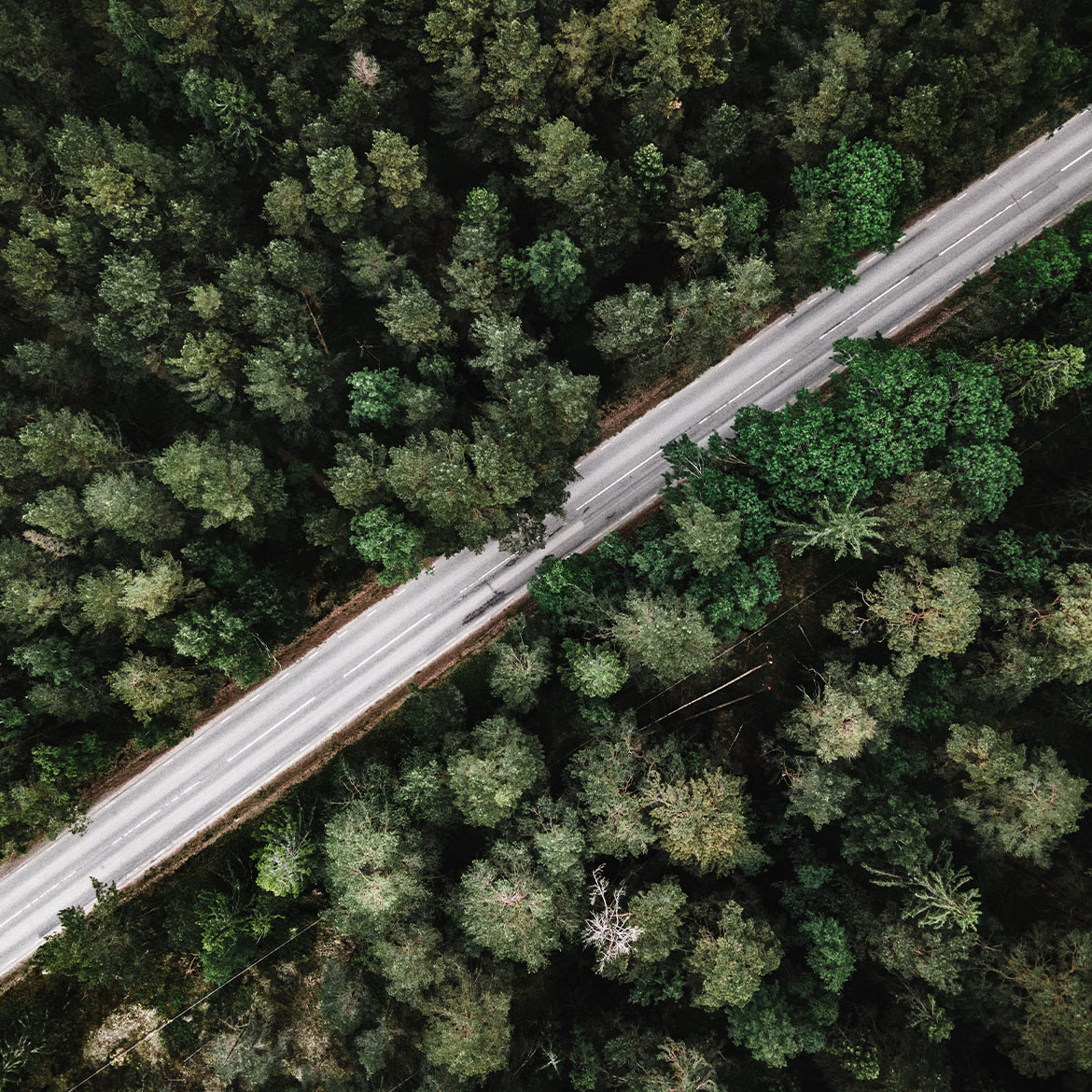 Drone view over green forest and road