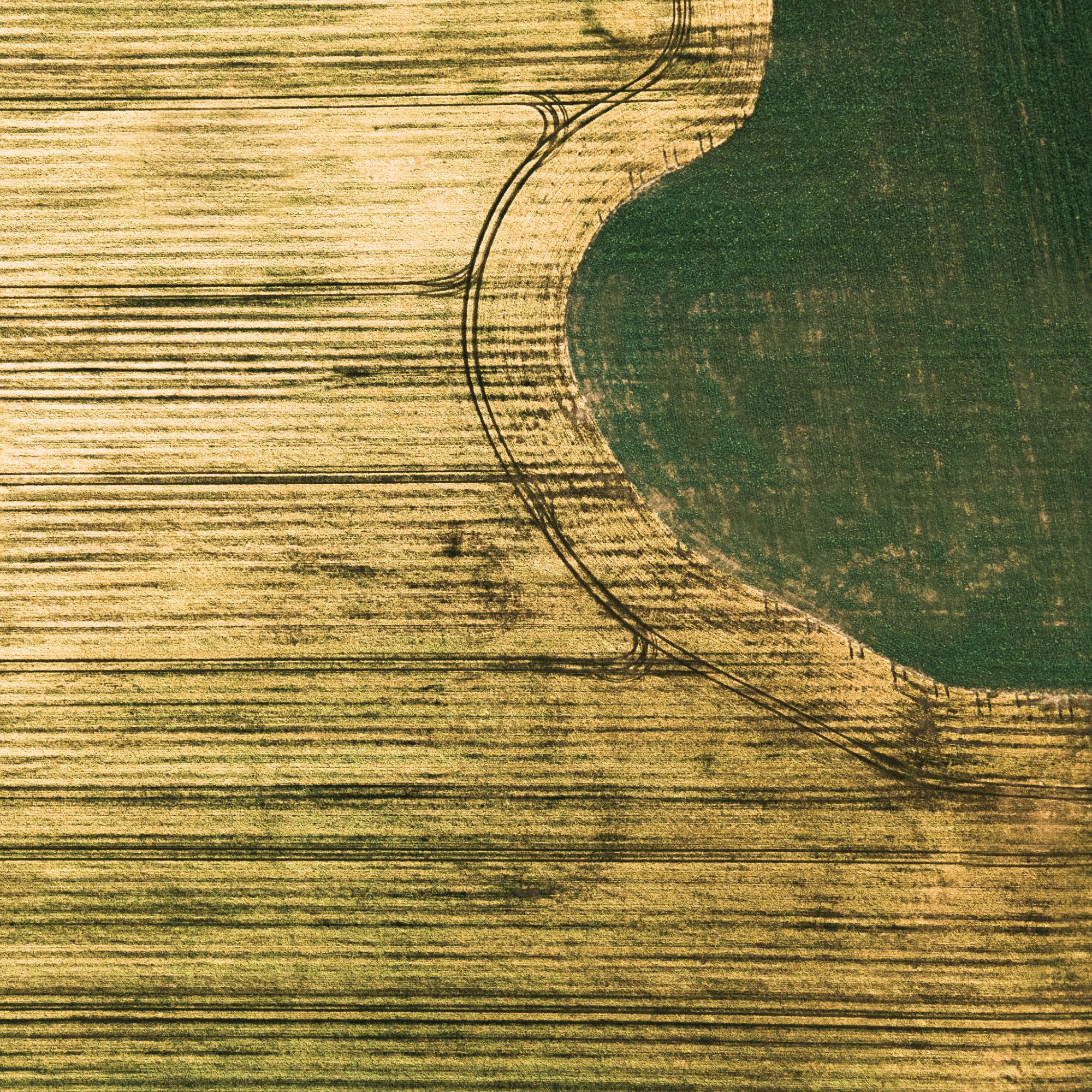 Drone image of yellow and green fields