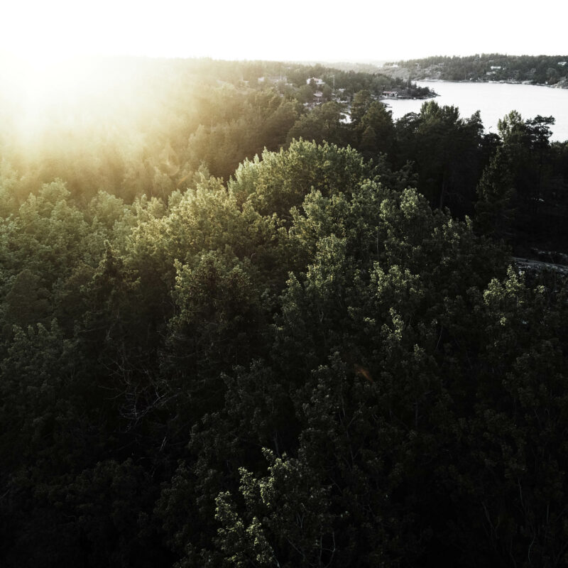 Sun setting over forest