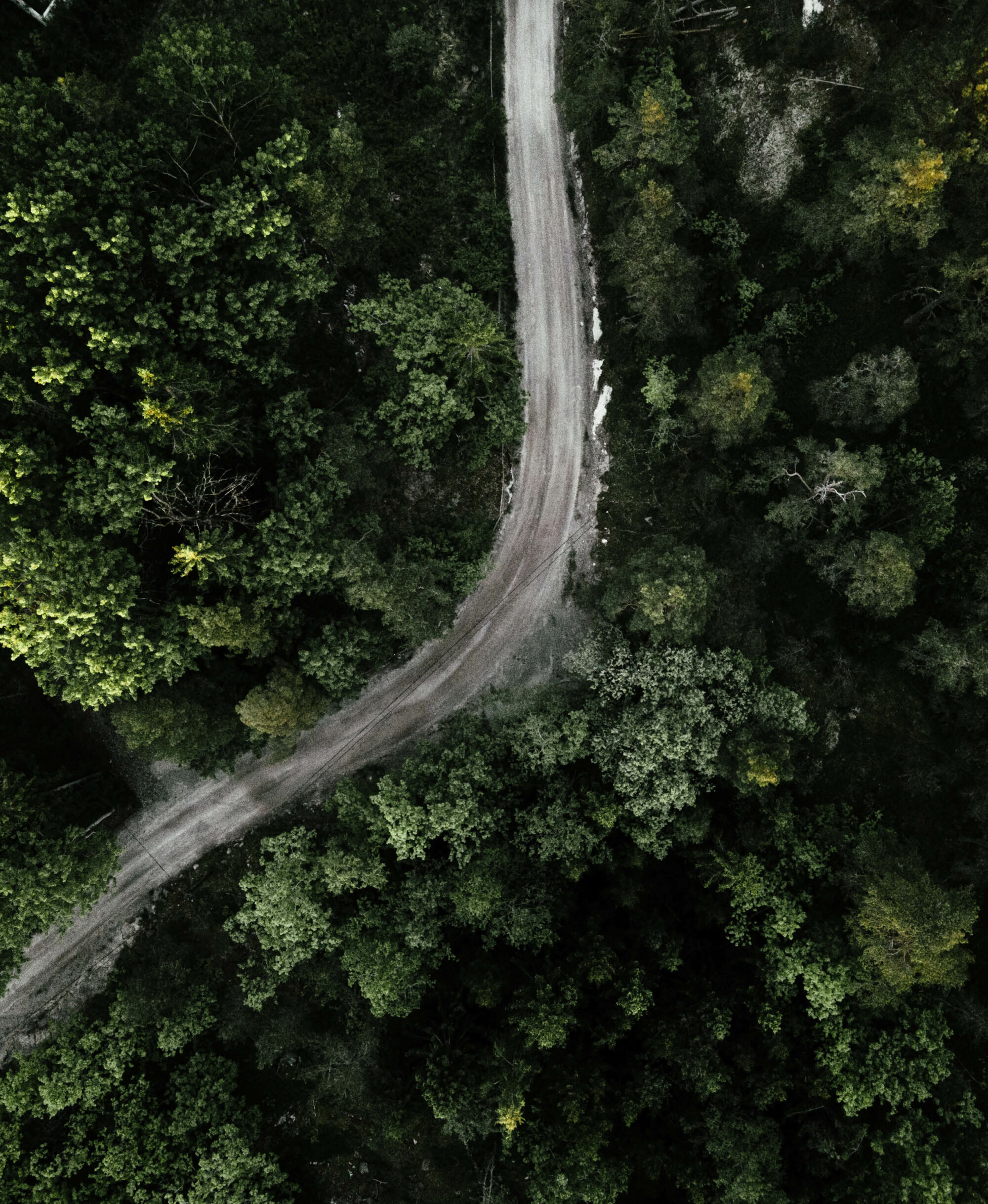 Drone picture over forest and road
